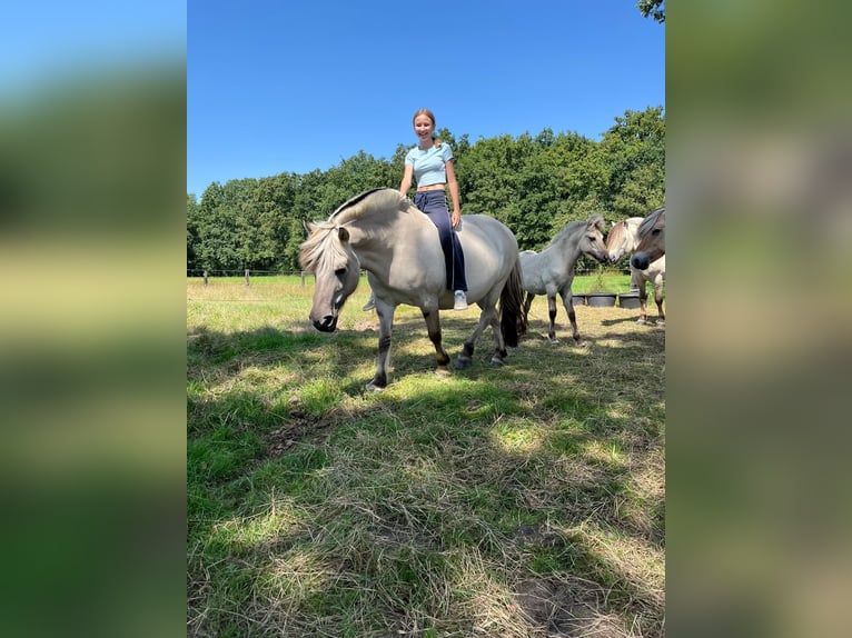 Fjord Horses Mare 11 years 13,2 hh Grullo in Lille