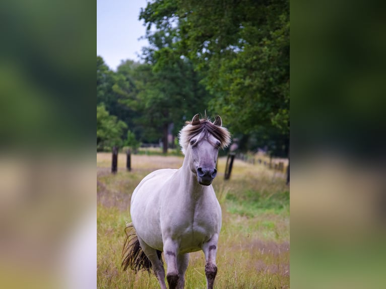 Fjord Horses Mare 11 years 13,2 hh Grullo in Lille