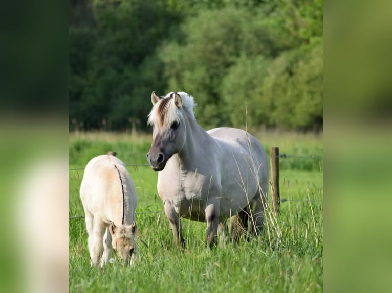 Fjord Horses Mare 11 years 13,2 hh Grullo in Lille