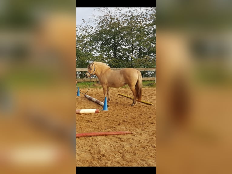 Fjord Horses Mare 11 years 14,1 hh Dun in Tholey