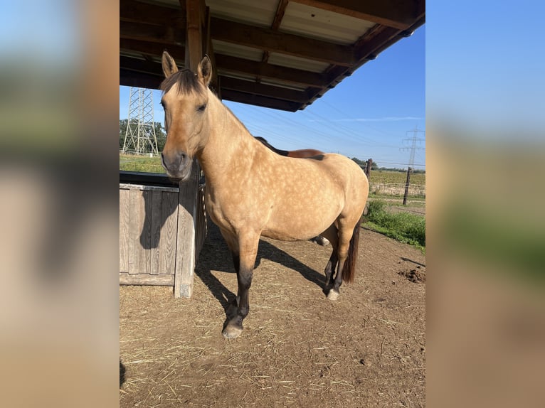 Fjord Horses Mix Mare 11 years 14.2 hh  in Duisburg