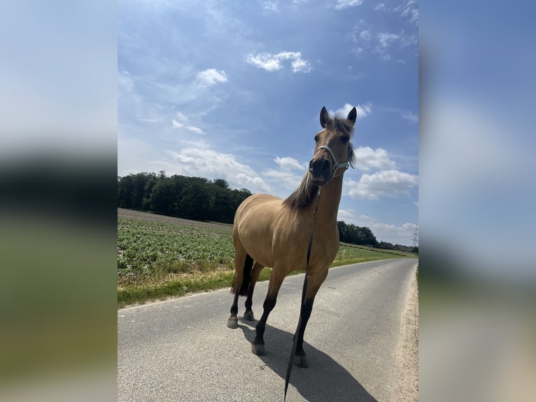 Fjord Horses Mix Mare 11 years 14.2 hh  in Duisburg
