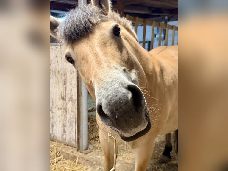 Fjord Horses Mix Mare 11 years 14.3 hh Dun in Wurmberg