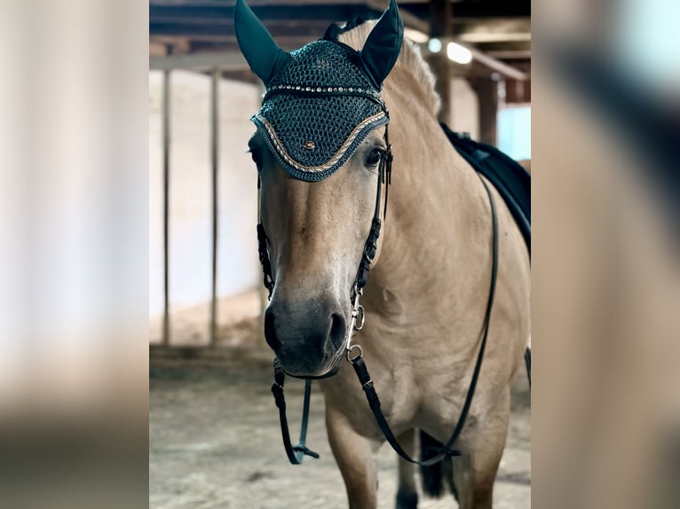Fjord Horses Mix Mare 11 years 14.3 hh Dun in Wurmberg