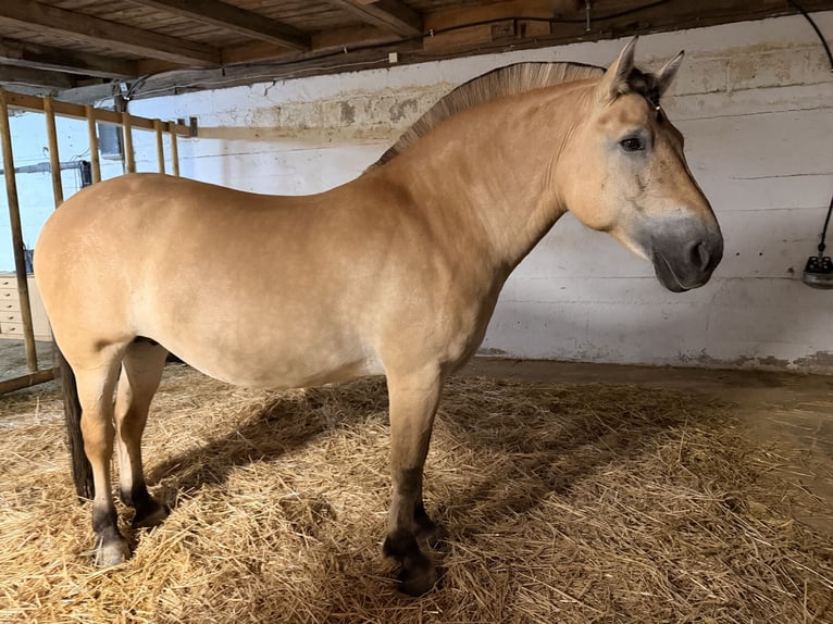 Fjord Horses Mix Mare 11 years 14.3 hh Dun in Wurmberg