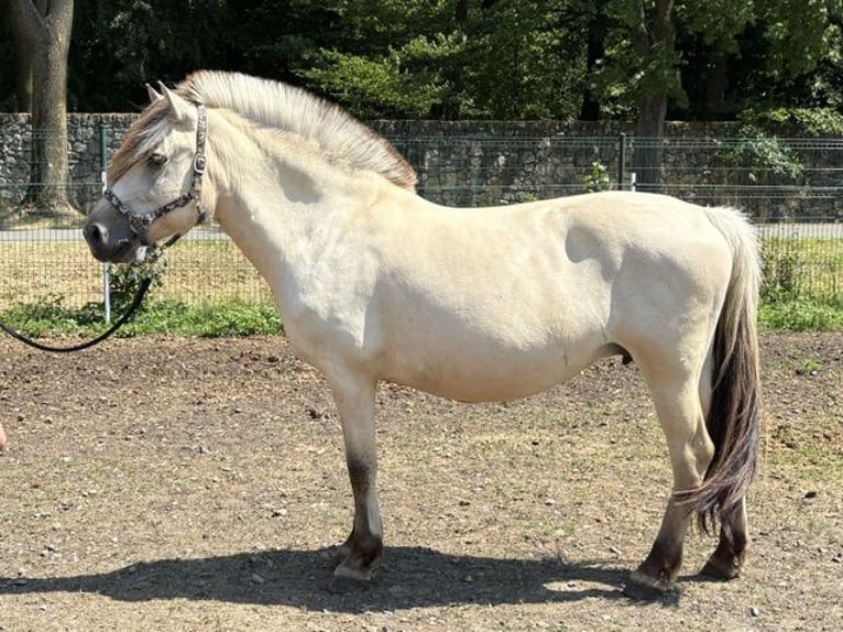 Fjord Horses Mare 11 years 14.3 hh White in Kamień Śląski