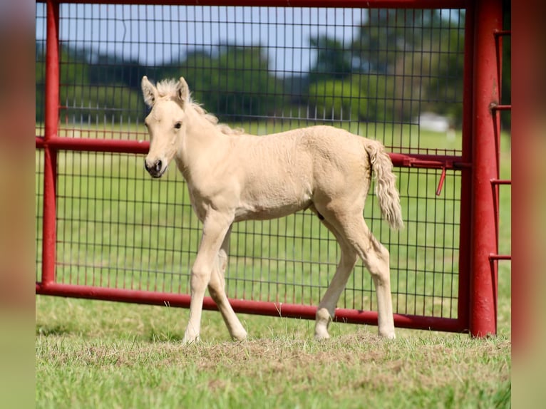 Fjord Horses Mare 11 years 14 hh Dun in Grand Saline