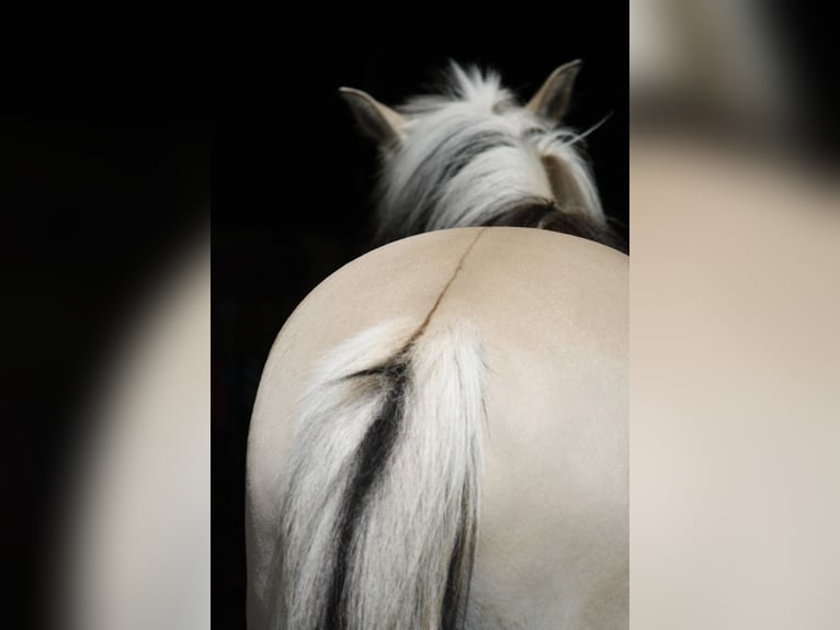 Fjord Horses Mare 11 years 14 hh in Stuttgart