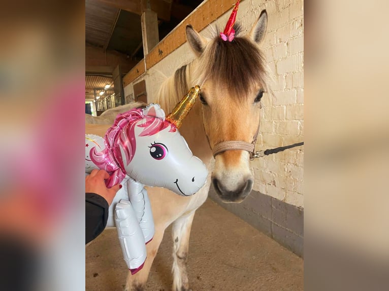 Fjord Horses Mare 11 years 14 hh in Stuttgart