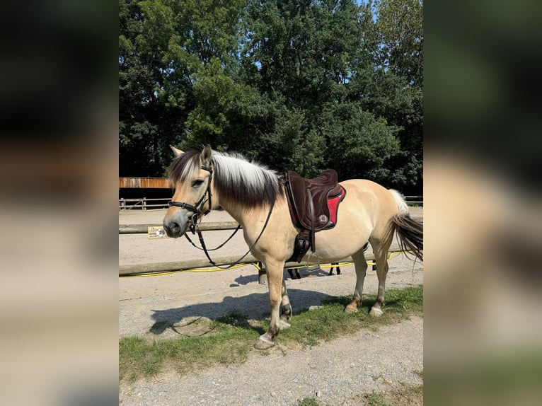 Fjord Horses Mare 11 years 14 hh in Stuttgart