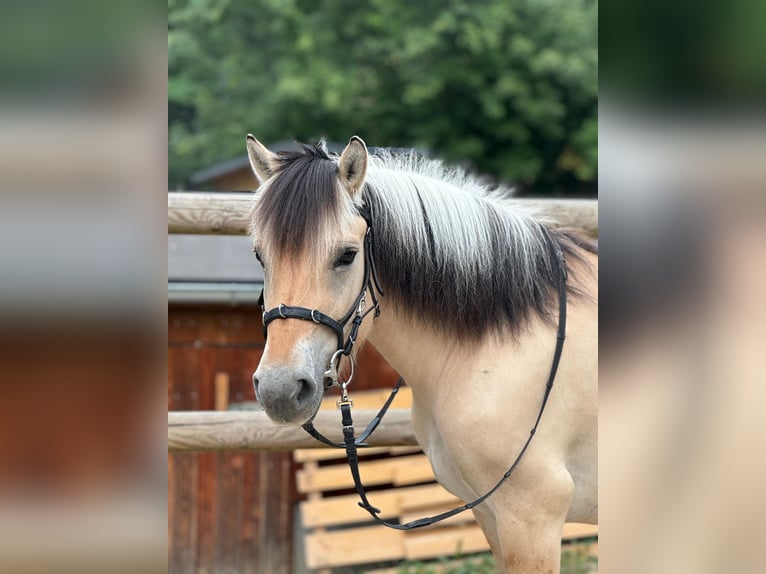 Fjord Horses Mare 11 years 14 hh in Stuttgart