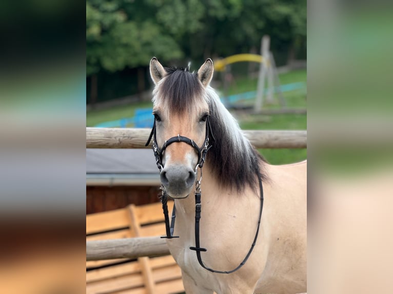 Fjord Horses Mare 11 years 14 hh in Stuttgart