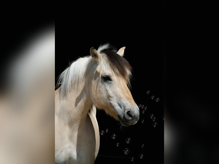 Fjord Horses Mare 11 years 14 hh in Stuttgart