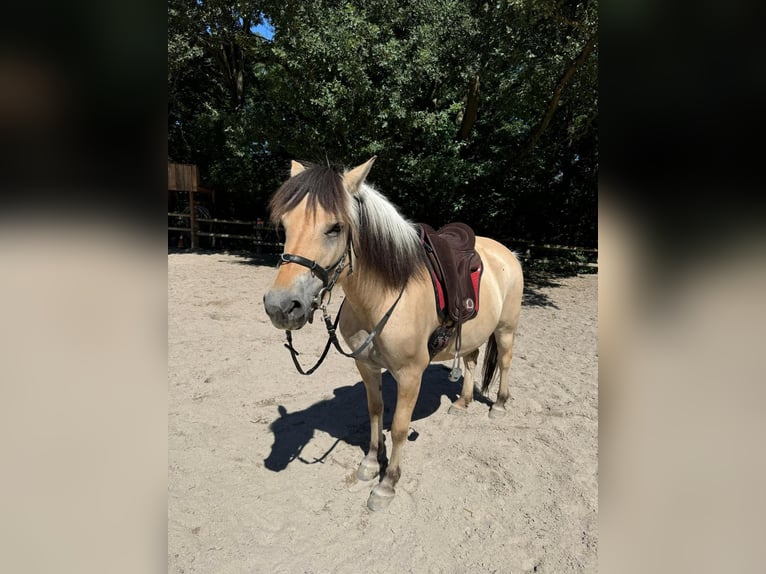 Fjord Horses Mare 11 years 14 hh in Stuttgart