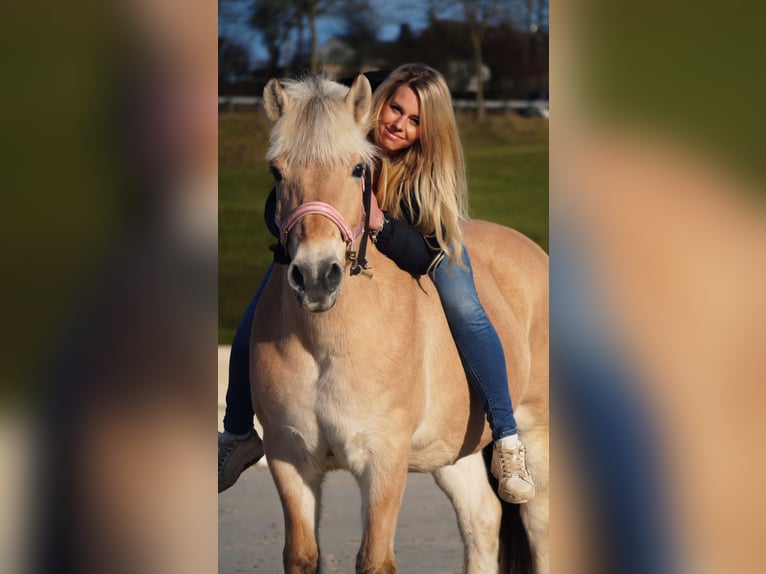 Fjord Horses Mare 11 years 14,1 hh Dun in Nettersheim