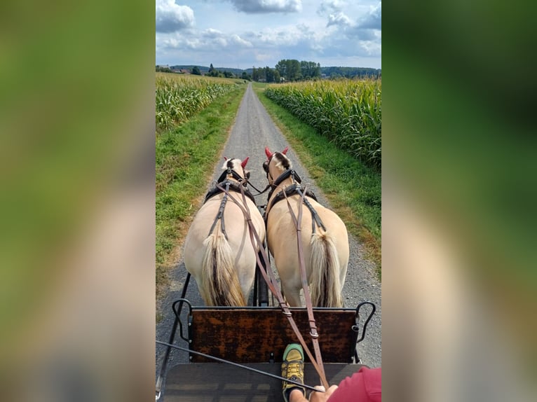 Fjord Horses Mare 11 years 14,2 hh Dun in Rennerod Fjord Horses Mare 11 years 14,2 hh Dun in Rennerod