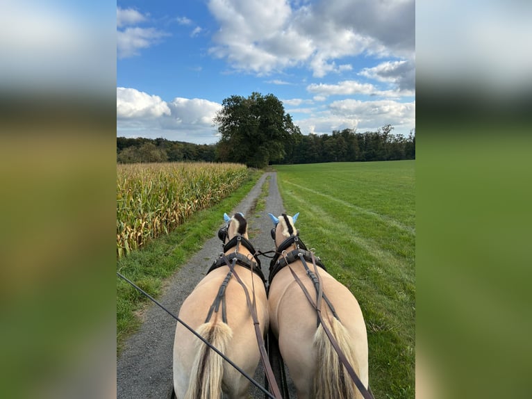 Fjord Horses Mare 11 years 14,2 hh Dun in Rennerod Fjord Horses Mare 11 years 14,2 hh Dun in Rennerod