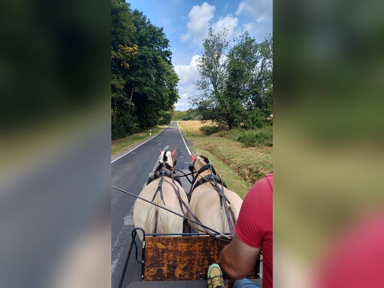 Fjord Horses Mare 11 years 14,2 hh Dun in Rennerod Fjord Horses Mare 11 years 14,2 hh Dun in Rennerod