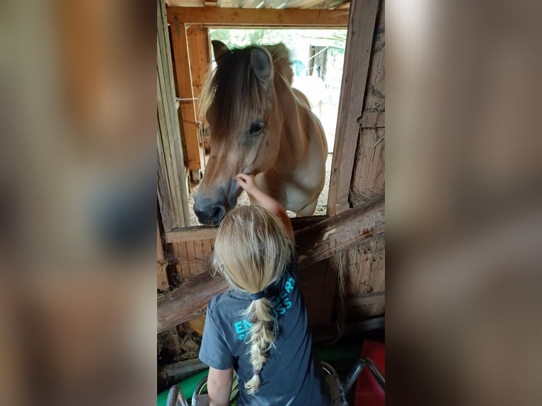 Fjord Horses Mare 11 years 14,2 hh Dun in Rennerod Fjord Horses Mare 11 years 14,2 hh Dun in Rennerod