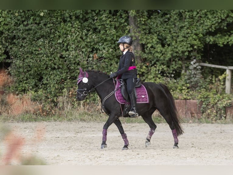 Fjord Horses Mare 12 years 12,2 hh  in Lautertal