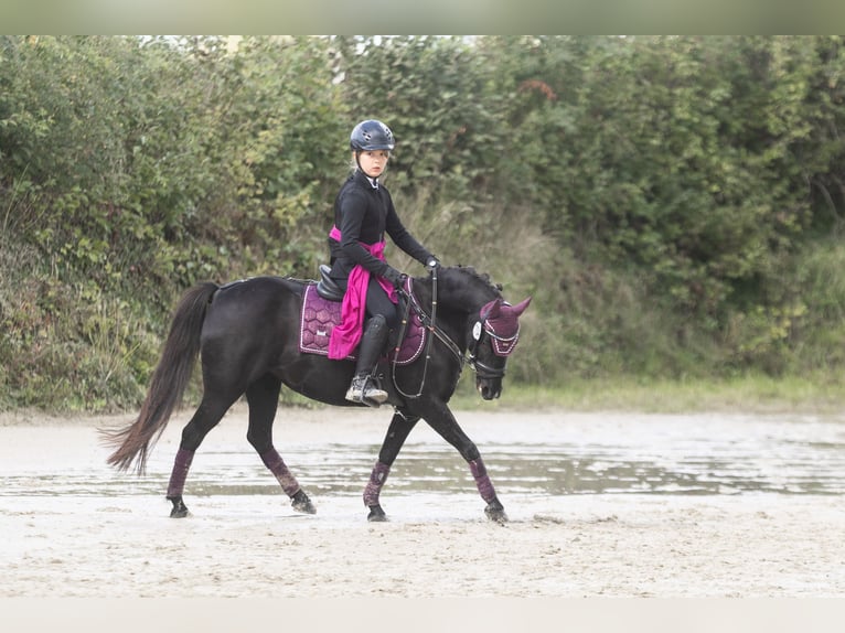 Fjord Horses Mare 12 years 12,2 hh  in Lautertal