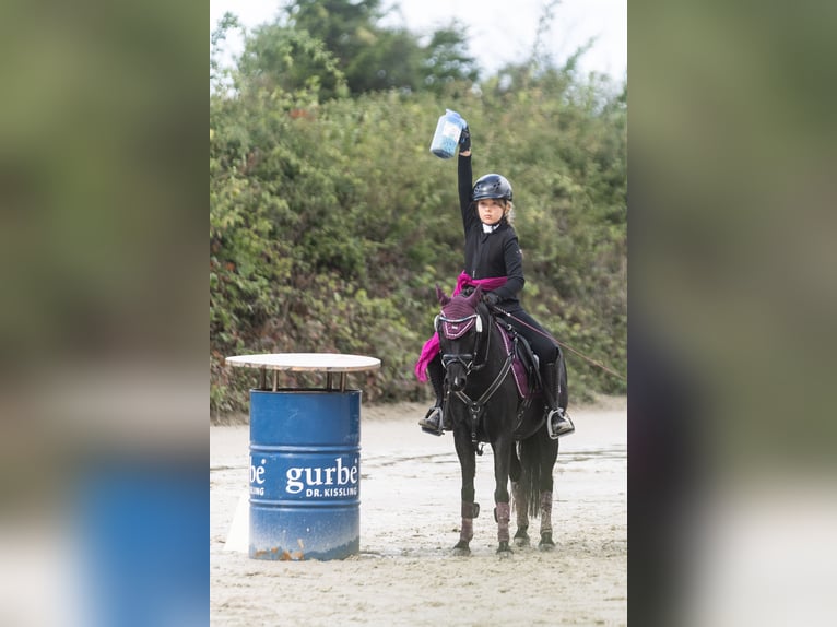 Fjord Horses Mare 12 years 12,2 hh  in Lautertal