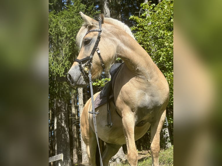 Fjord Horses Mare 12 years 13,3 hh Brown-Light in Mürzzuschlag