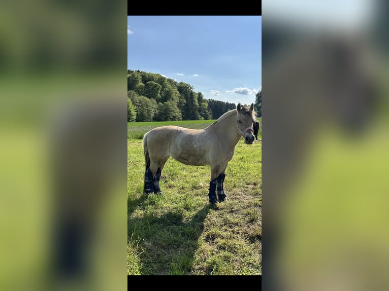 Fjord Horses Mare 12 years 13,3 hh Brown-Light in Mürzzuschlag