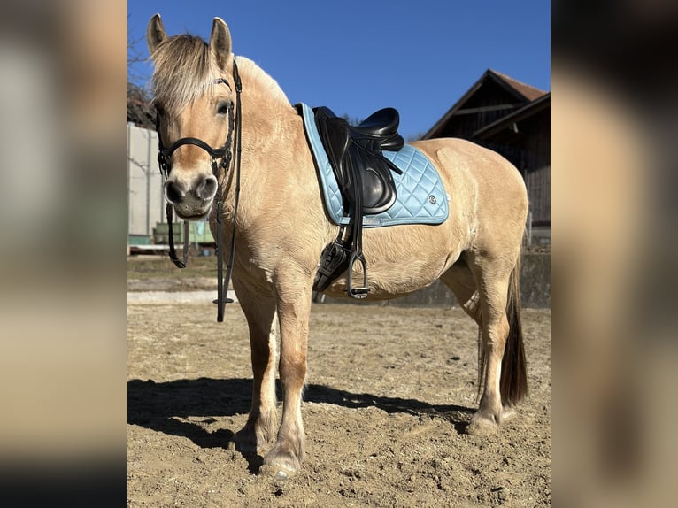 Fjord Horses Mare 12 years 13,3 hh Brown-Light in Mürzzuschlag