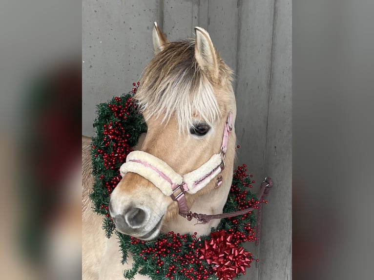 Fjord Horses Mare 12 years 13,3 hh Brown-Light in Mürzzuschlag