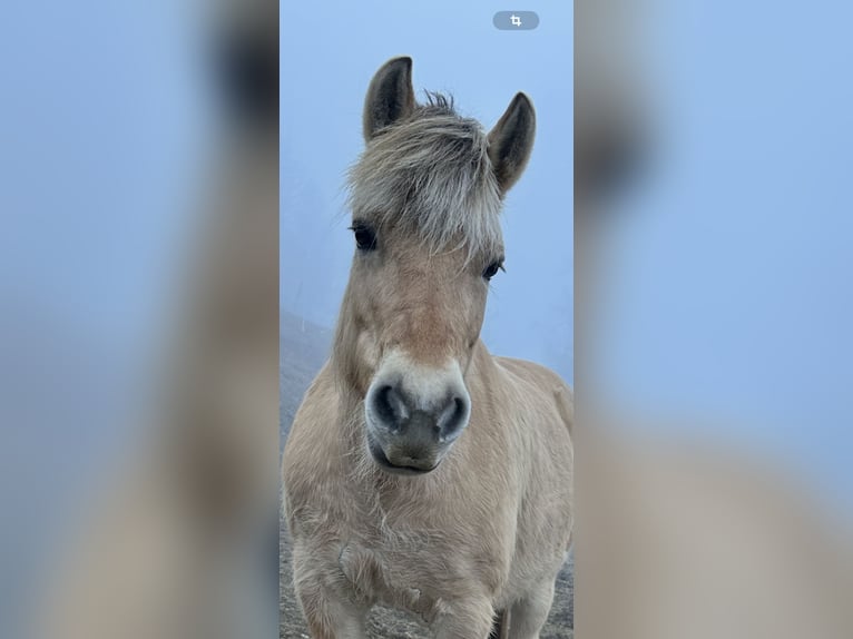 Fjord Horses Mare 12 years 13,3 hh Brown-Light in Mürzzuschlag