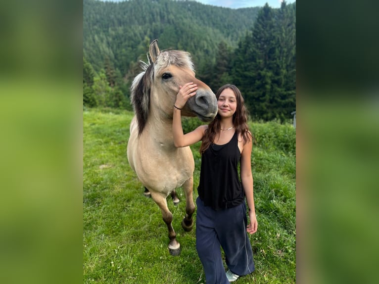 Fjord Horses Mare 12 years 14.1 hh Dun in Teichalm