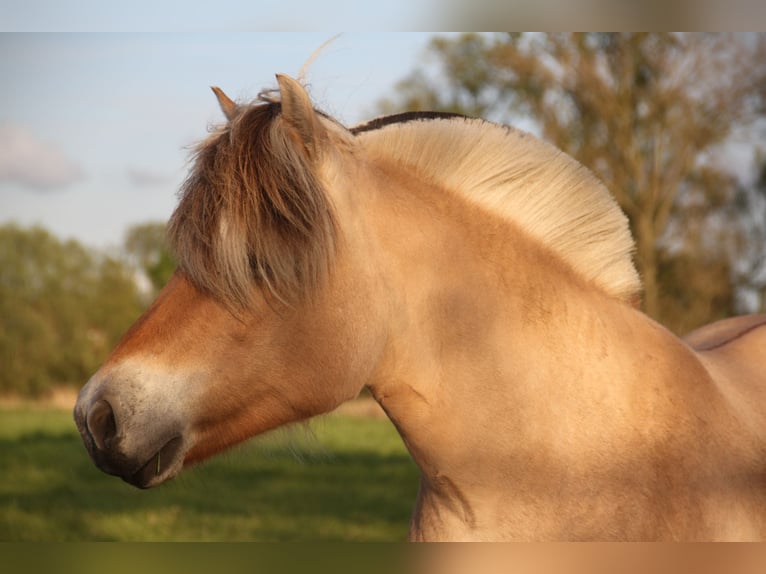 Fjord Horses Mare 12 years 14.1 hh  in Herdersem