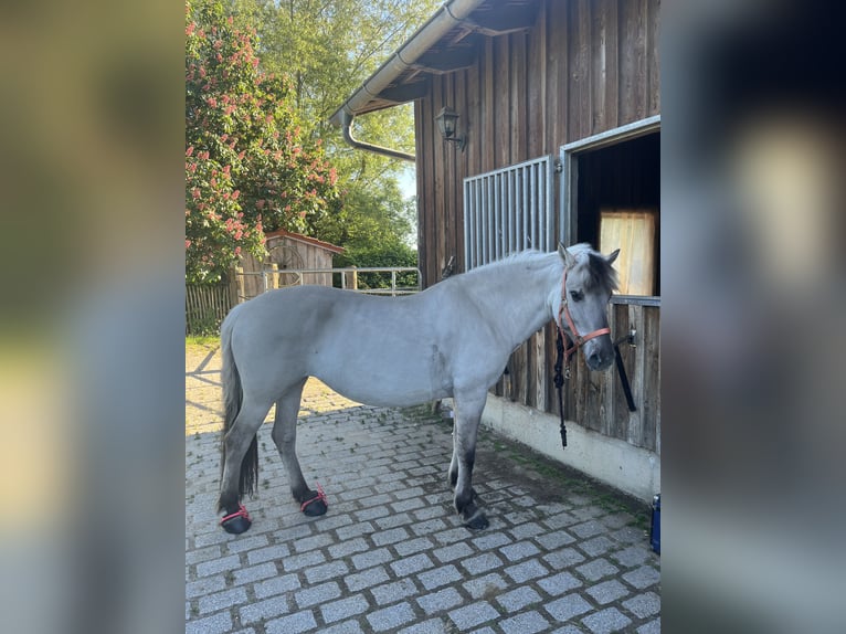 Fjord Horses Mare 12 years 14.1 hh  in Romrod
