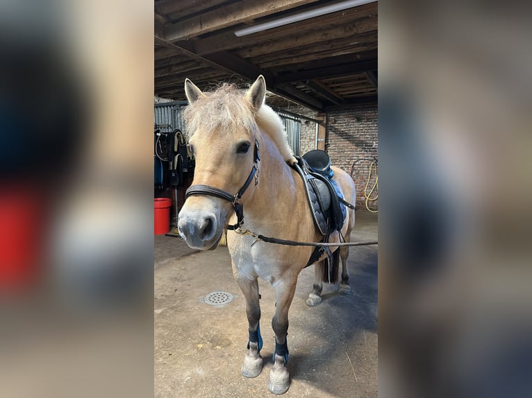 Fjord Horses Mare 12 years 14 hh in Eschweiler