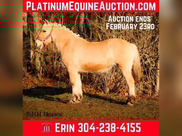 Fjord Horses Mare 12 years 14,2 hh Buckskin in Flemingsburg Ky