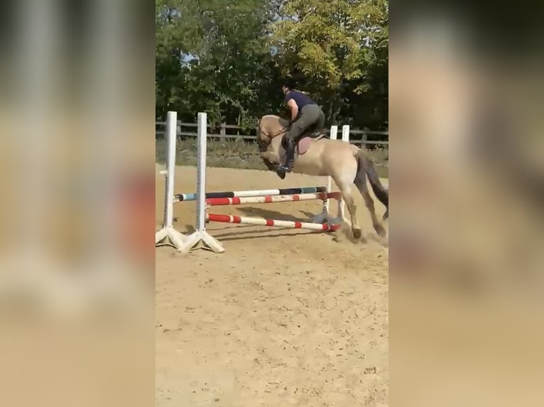 Fjord Horses Mare 12 years 15 hh Dun in Ratingen