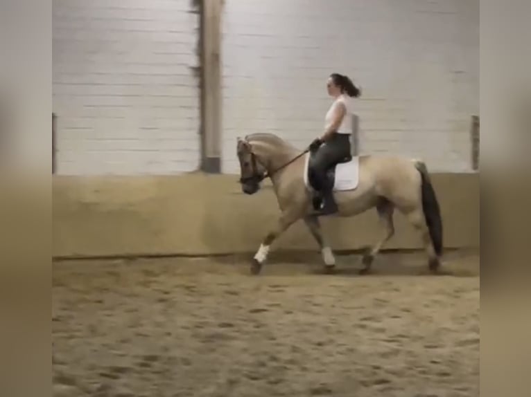 Fjord Horses Mare 12 years 15 hh Dun in Ratingen