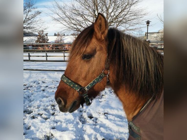 Fjord Horses Mare 13 years 13,3 hh Brown in Reutte
