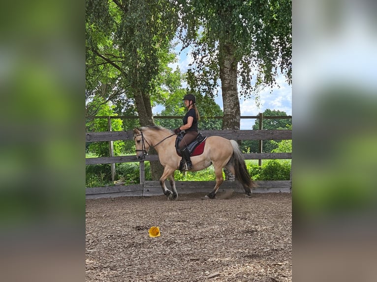 Fjord Horses Mare 13 years 13,2 hh Dun in Kirchberg im Wald