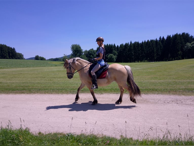 Fjord Horses Mare 13 years 13,2 hh Dun in Kirchberg im Wald