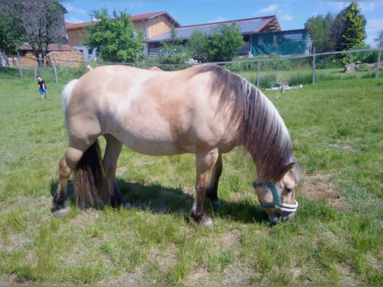 Fjord Horses Mare 13 years 13,2 hh Dun in Kirchberg im Wald