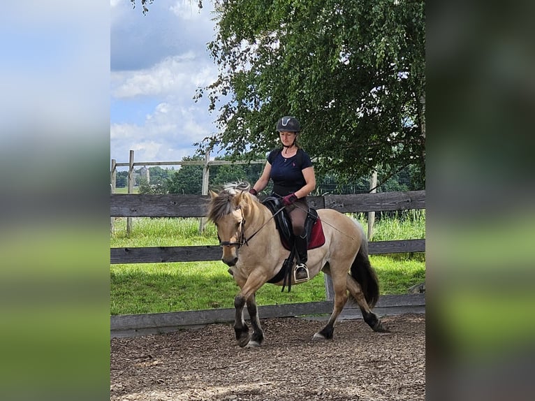 Fjord Horses Mare 13 years 13,2 hh Dun in Kirchberg im Wald