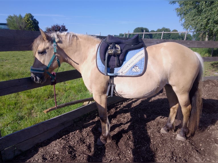 Fjord Horses Mare 13 years 13,2 hh Dun in Kirchberg im Wald