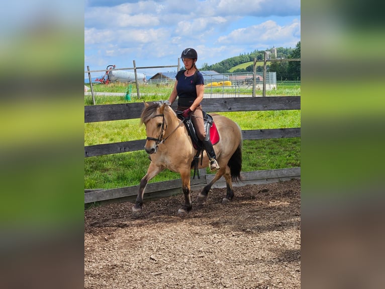 Fjord Horses Mare 13 years 13,2 hh Dun in Kirchberg im Wald