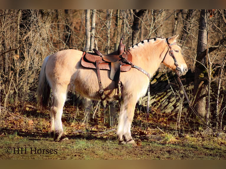 Fjord Horses Mare 13 years 14.2 hh Buckskin in Flemingsburg Ky