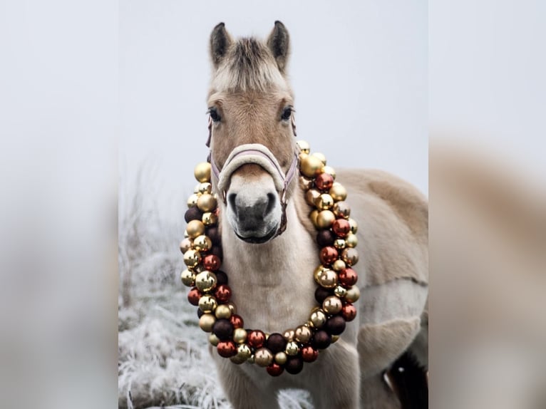 Fjord Horses Mare 13 years 14.2 hh Dun in Dautphetal