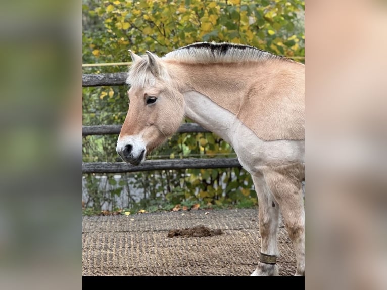 Fjord Horses Mare 13 years 14.2 hh Dun in Dautphetal