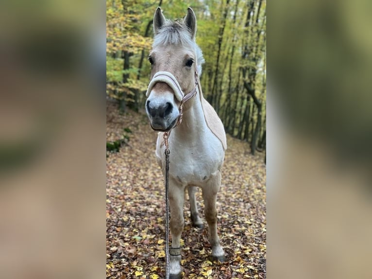 Fjord Horses Mare 13 years 14.2 hh Dun in Dautphetal