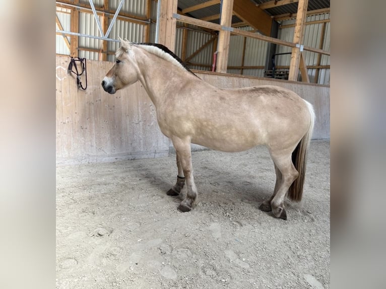Fjord Horses Mare 13 years 14.2 hh Dun in Dautphetal